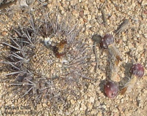 copiapoa sp