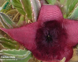 Stapelia grandiflora