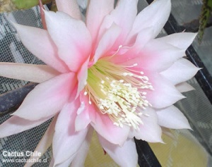 Epiphyllum
