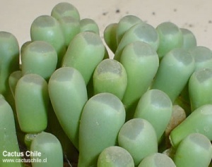 Fenestraria rhopalophylla