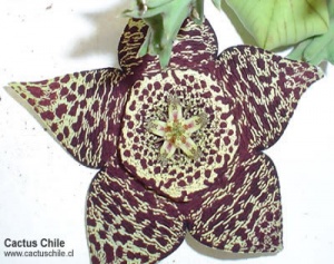 Flores 6