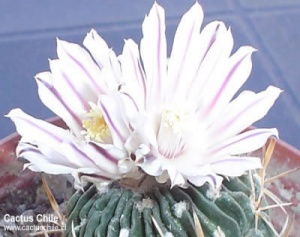 Escobaria