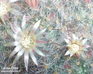 mammillaria glassii