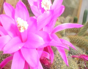aporocactus