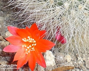 rebutia