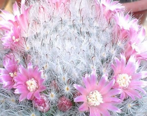 Mammillaria