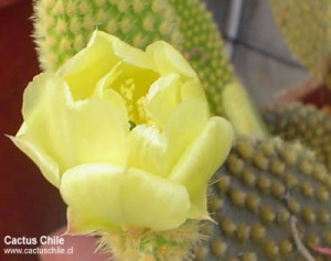 Opuntia microdasys
