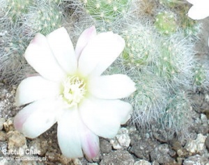 mammillaria sp