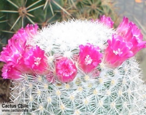 mammillaria sp