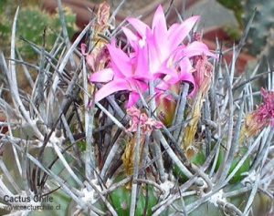 neoporteria