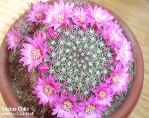 mammillaria