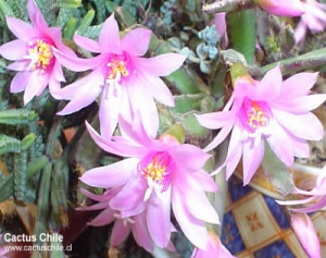 Rhipsalidopsis rosea