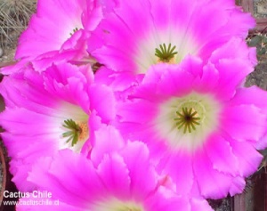 Flores 10