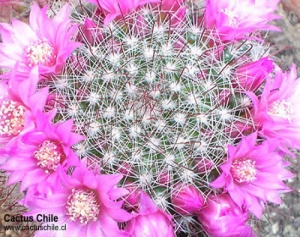 mammillaria