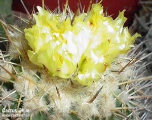 copiapoa sp