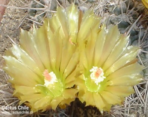 neoporteria sp