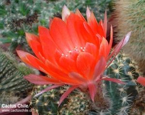 desconocido 43