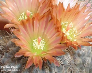 copiapoa sp