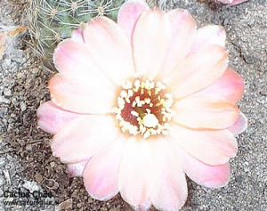 desconocido