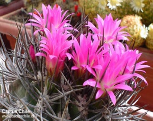 neoporteria