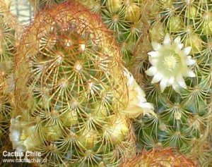 mammillaria longimamma