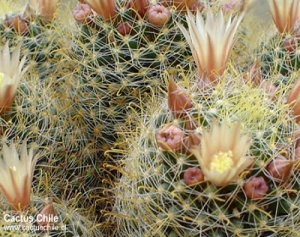 mammillaria sp