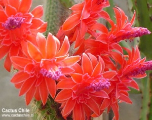 borzicactus