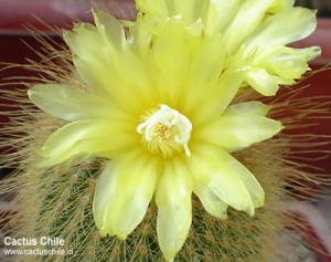 Notocactus leninghausii