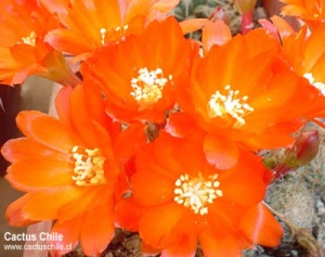 desconocido46