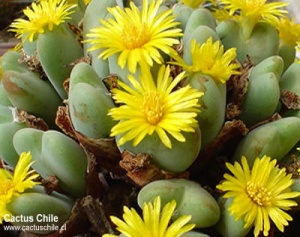 conophytum sp