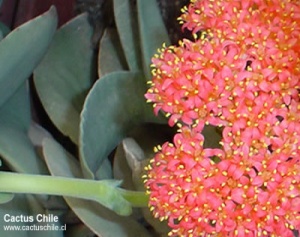 crassula sp