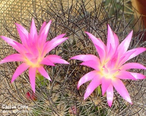 neoporteria sp