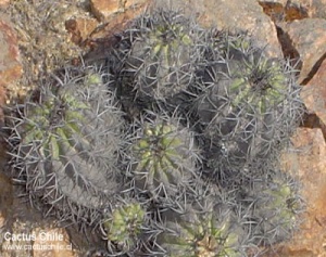 copiapoa sp
