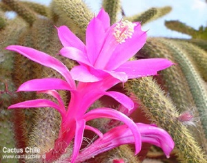 Aporocactus martianus