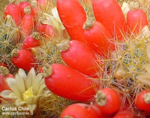 mammillaria prolifera