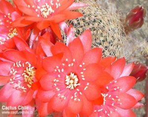 Rebutia