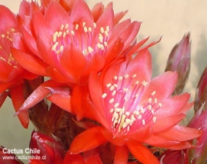 sulcorebutia