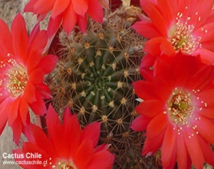 Rebutia