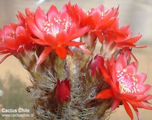 Sulcorebutia mizquensis