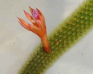 borzicactus sp
