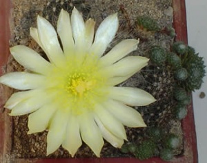 coryphanta