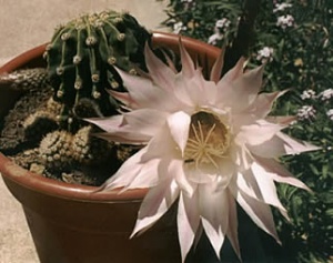 echinopsis
