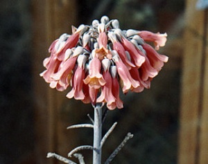 kalanchoe tubiflora