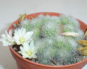 rebutia albiflora