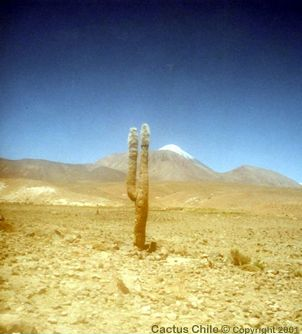 Cereus atacamensis, especie común en zonas cercanas al desierto de Atacama , Chile.
