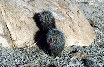 Neoporterias subggibosa en hábitat natural, La Serena, Chile.